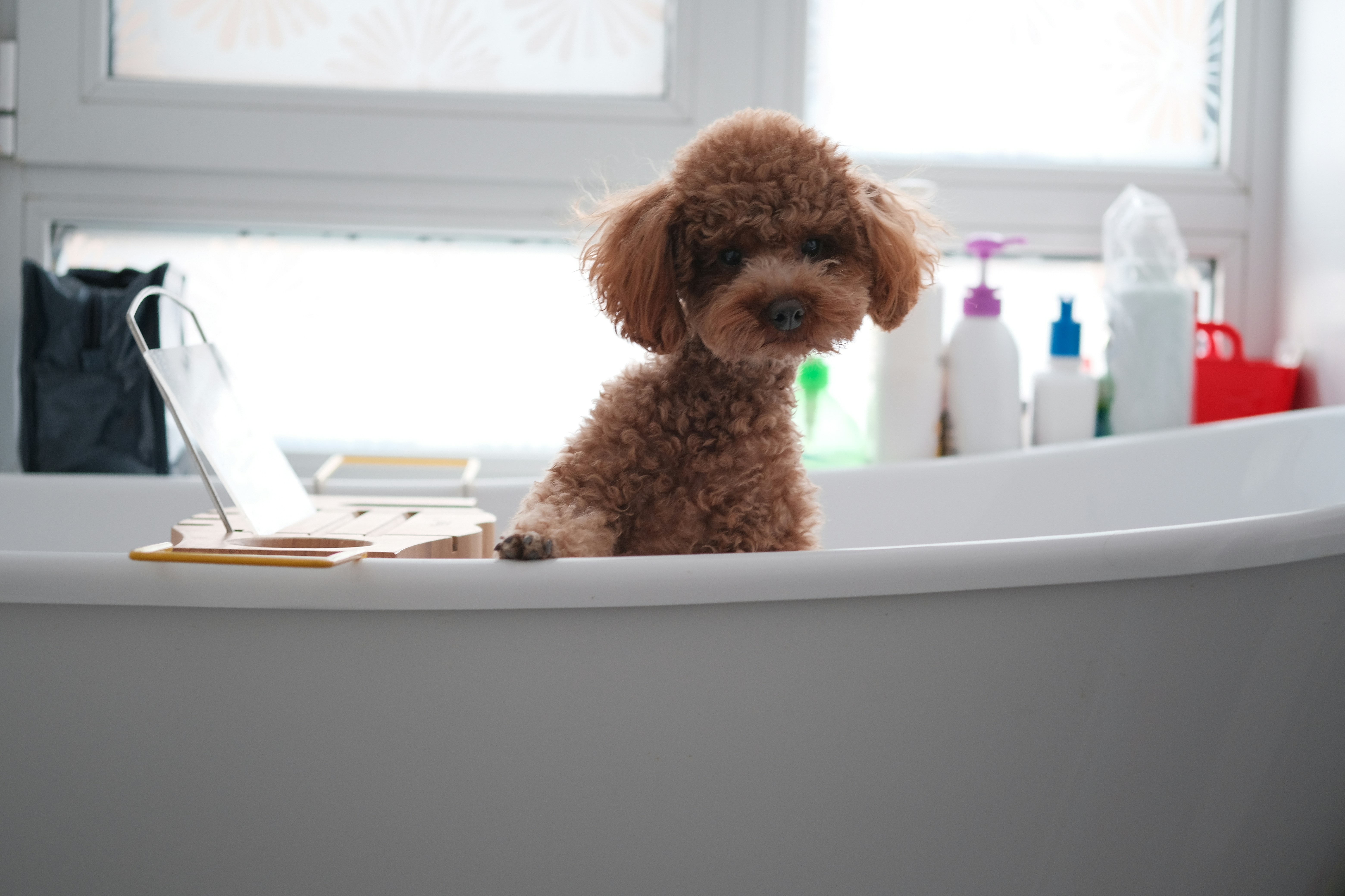 Dog Bathing