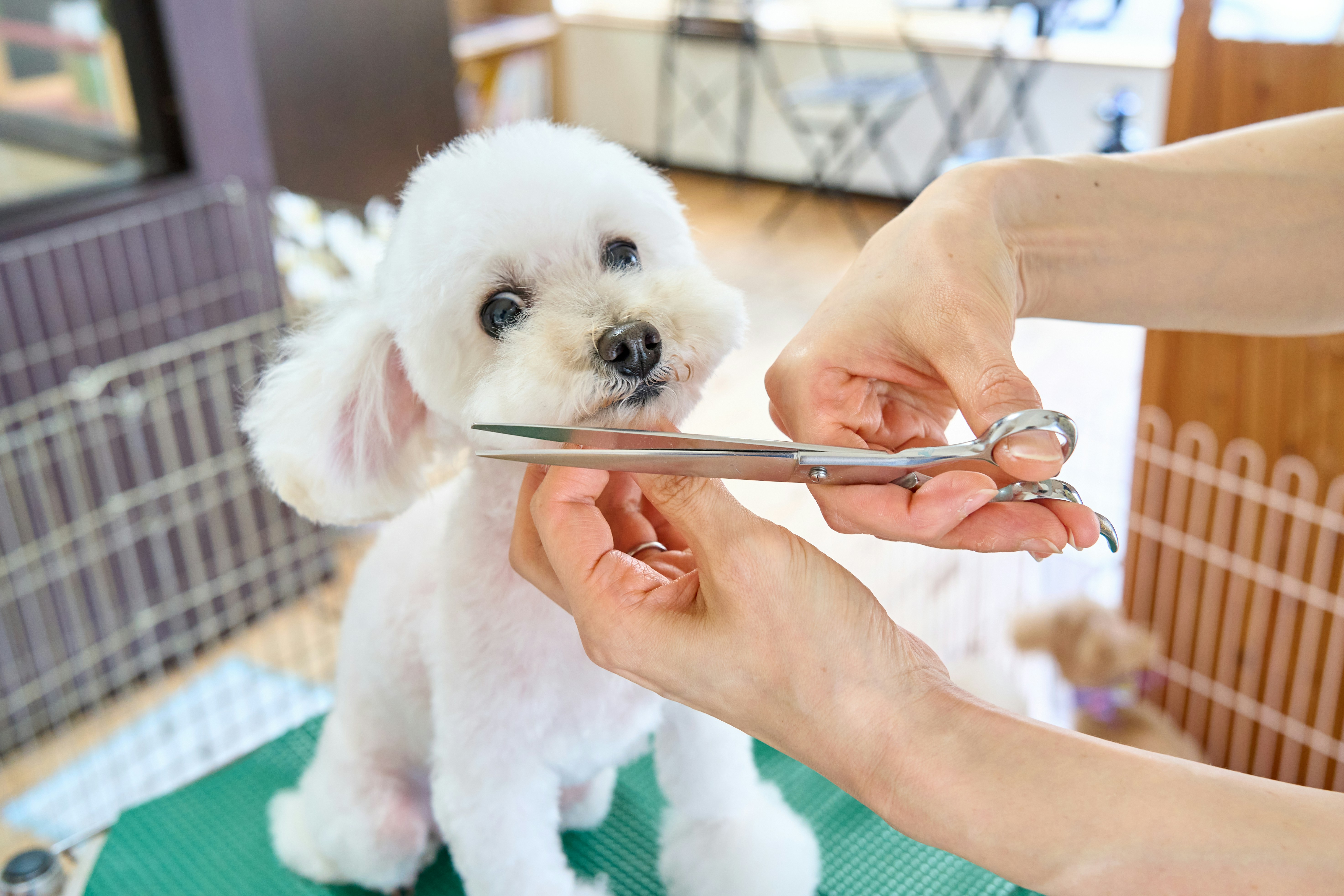 Dog Grooming haircut