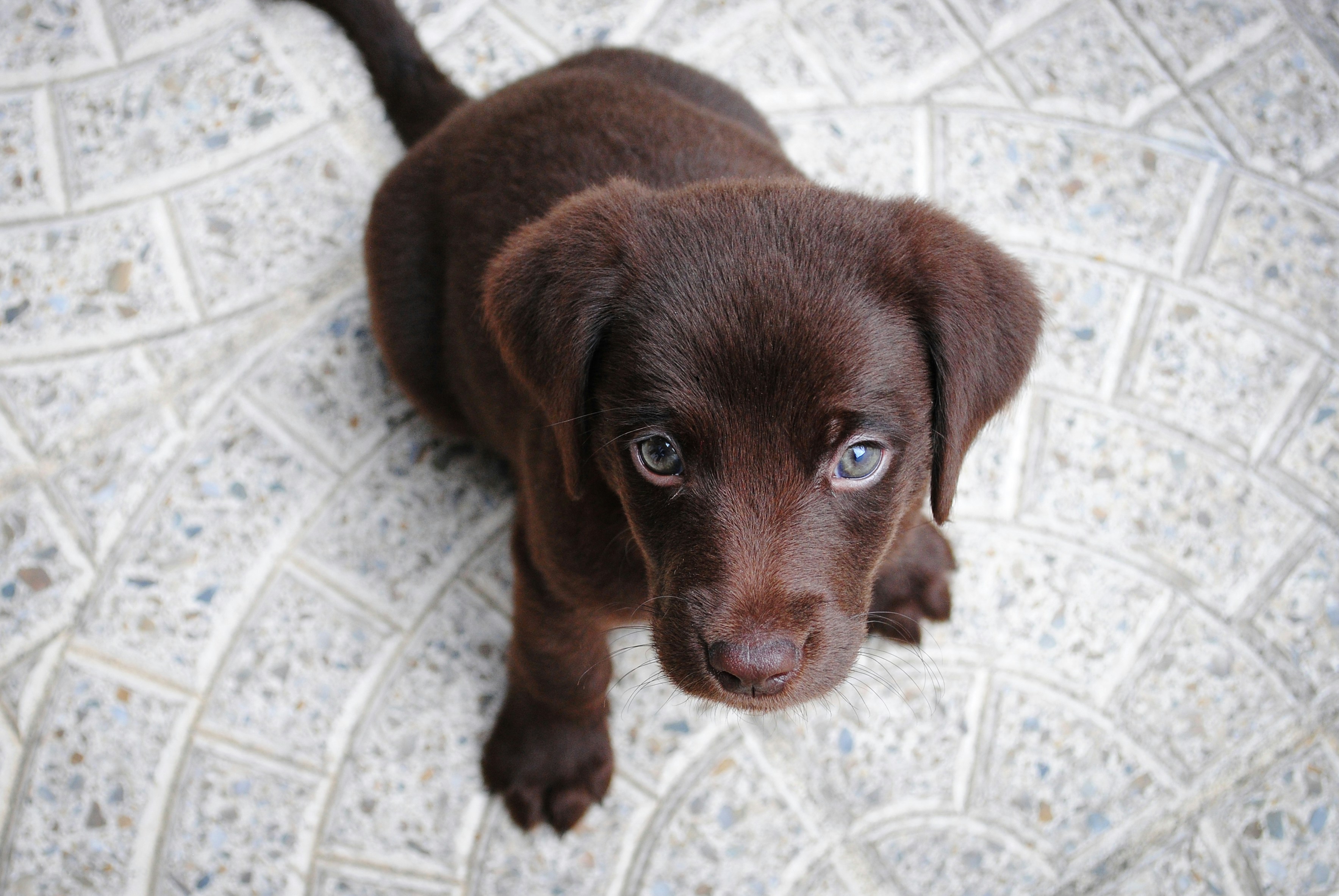 Puppy grooming